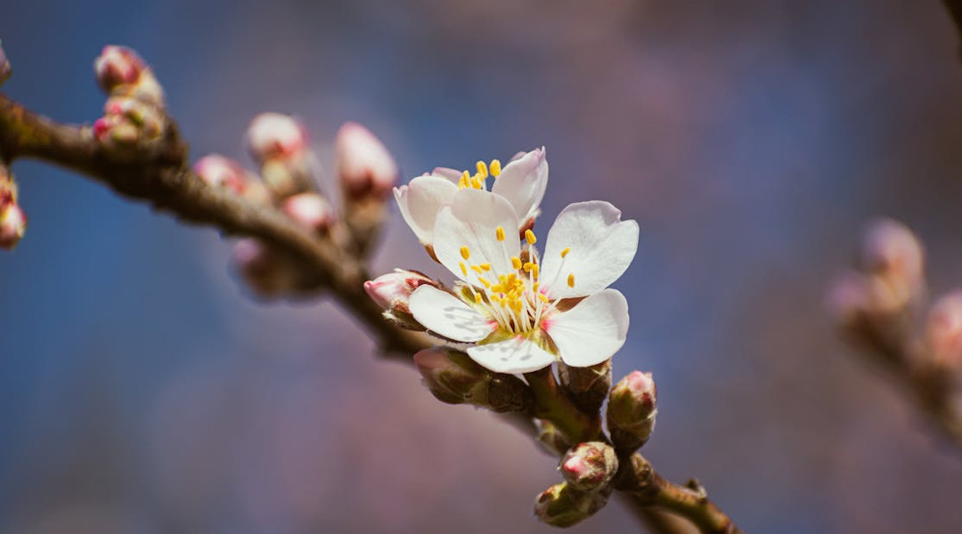 MUGURI, FLORI, FRUCTE (Korah 5780)